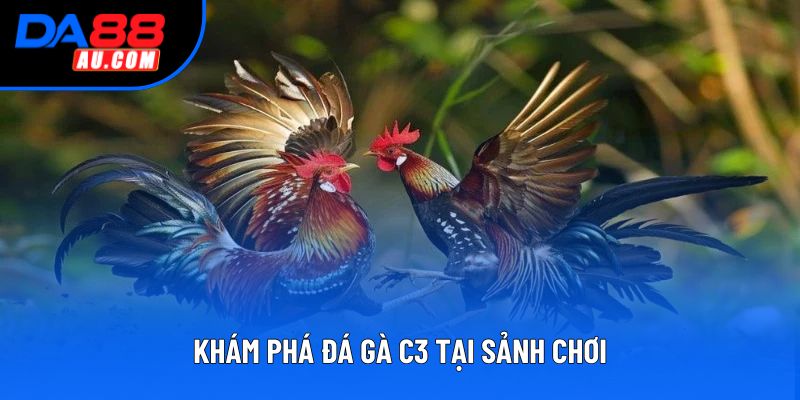 Khám phá đá gà c3 tại sảnh chơi Khám phá đá gà c3 tại sảnh chơi