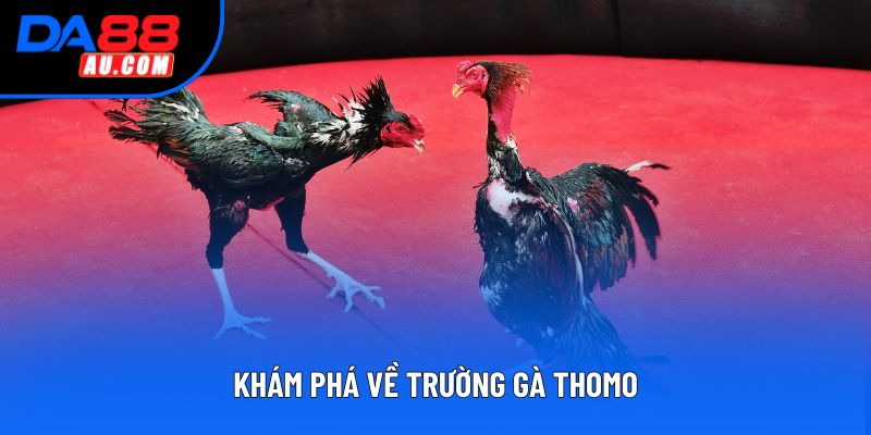 Khám phá về trường gà thomo Khám phá về trường gà thomo