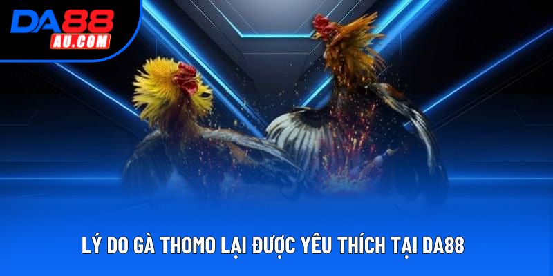 Lý do gà Thomo lại được yêu thích tại DA88 Lý do gà Thomo lại được yêu thích tại DA88